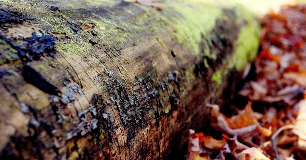 Zero-Latency UI: A Manifesto